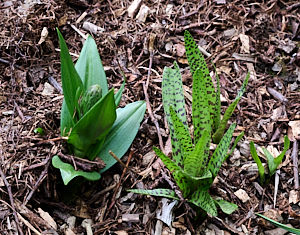 Northern marsh orchid and hybrids