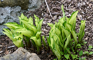 Hostas just before opening