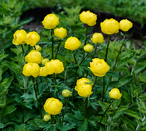 Marsh marigolds