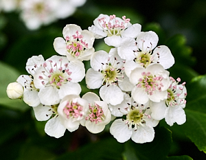 Hawthorn flowers