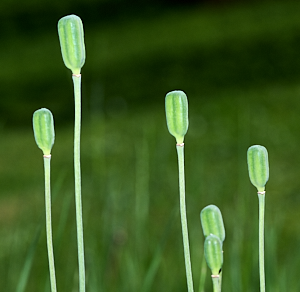 Snakeshead fritillary seed pods