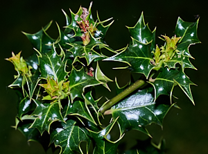 New growth on holly