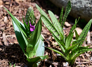 First colour on northern marsh orchid