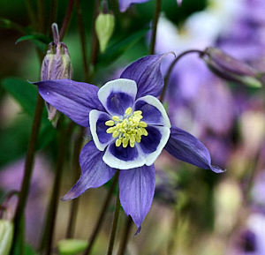 CLose up of blue and white aquilegia