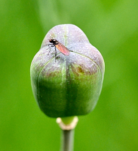 Fly on top of snakeshead fritillary seed head