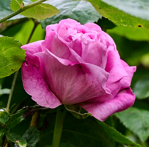 Mary rose - first bloom of the year
