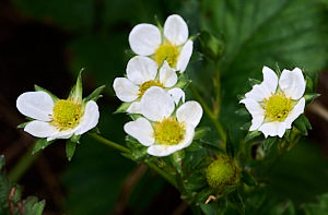 Strawberry flowers