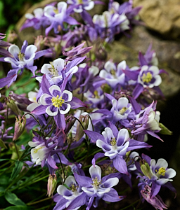 Group of aquilegia flower