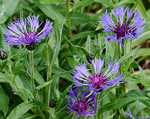 Close up of flowers