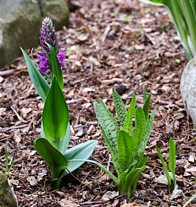 Northern marsh orchid getting tall.