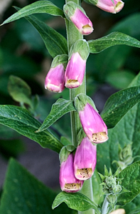 Foxglove flowers