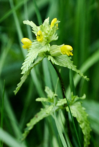 Yellowrattle starting to flower