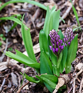 Northern Marsh Orchid starting to flower