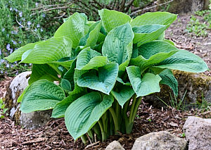 Green Hosta