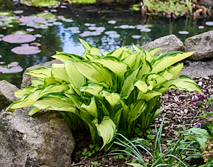 Yellow and green Hosta