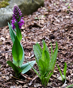 Northern Marsh Orchid in flower alongside hybrid