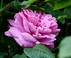 Mary Rose in bloom