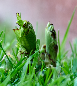 Broad leaved heliborine growing in lawn