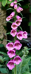 Pink foxglove in flower