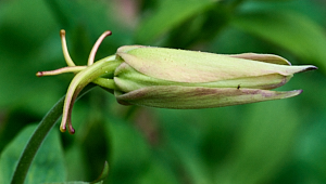 Aquilegia bloom about to open with spider