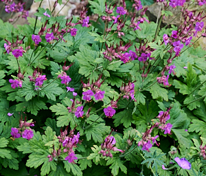 Geranium bush in flower