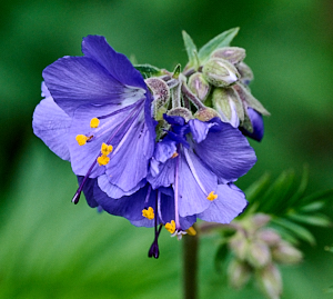 Purple / mauve flowers with yellow
