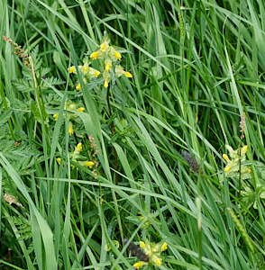 Yellow rattle starting toflower