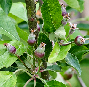 Katy apples strating to grow