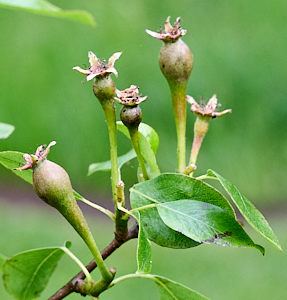 Conference pears starting to grow