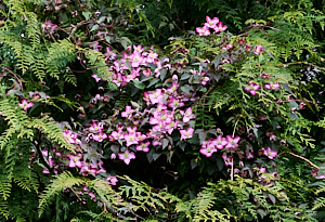 Clematis Frieda growing over tree