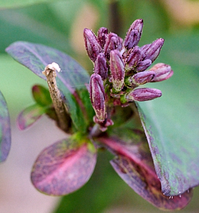 Close up of honeysuckle buds