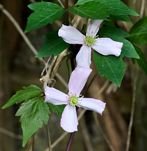 Close up of white clematis flower