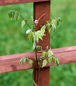 Wisteria growing on trellis