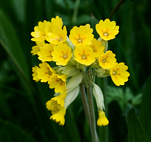 Cowslips in flower
