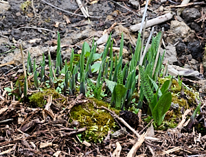 New growth of hosta and orchids