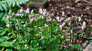 Aquilegia starting to flower