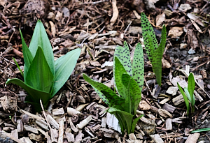 Growing orchids