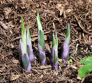 COlourfull hosta grwoing