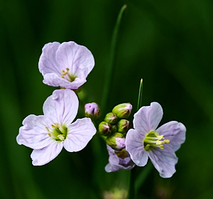 Pink Flowers