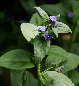 Purple blue flowers