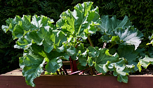 Rhubarb growing well