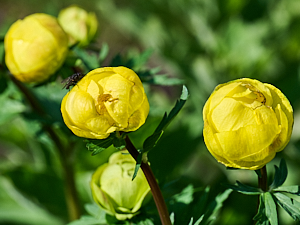 Close up of marsh marigolds