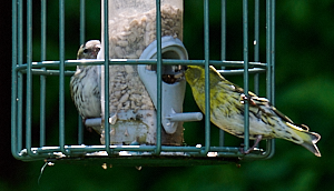Male & female siskin on see dfeeder