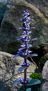 Bugle in flower