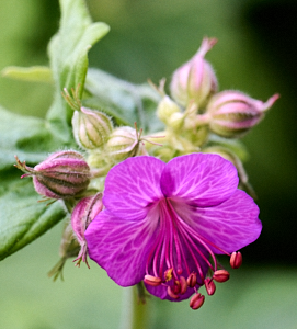 Flower in close up