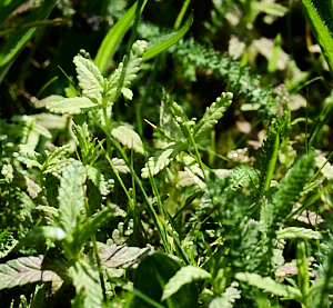Yellow rattle