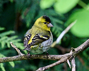 Male siskin on branch