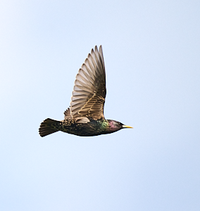 Starling in flight
