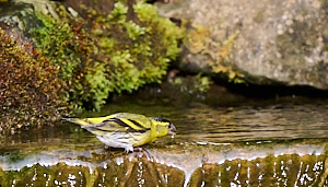 Male siskin drinking 