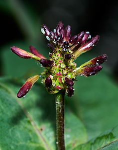 Honeysuckle about to flower